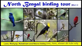 North Bengal birding tour : Lava Rishyap Kolakham Neora Valley | Tour plan | @TourGen