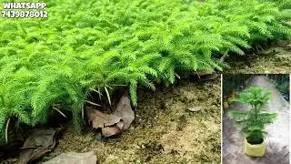 ALL Palm variety seedling plants available in wholesale price