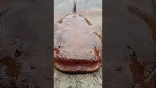 pacam&atilde; 🎣
