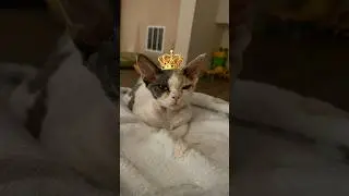 Daisy is now the princess ￼