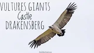 Cape Vulture and White-backed Vultures at Golden Gate National Park and Giants Castle, Drakensberg