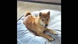 Shino the Shiba: DIG!