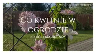 Co kwitnie w ogrodzie z końcem maja 2025