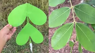 How to make a leaf kite with paper