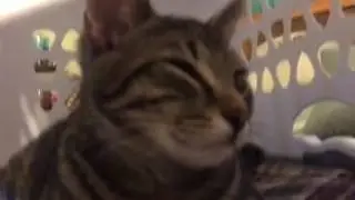 Cats Trapped Vlog #5