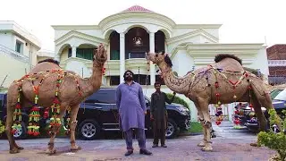 Sher E Punjab or Landcruiser men aane wale Bakray for Qurbani Eid 2021 - Bakra Mandi Pakistan