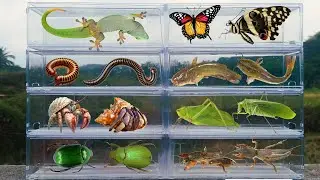 I am hunting for insects in the garden I found a Lizard, Milipede, Giant Katydid, Cricket, Beetle