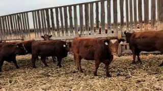 Lot 2 McComish Ranch