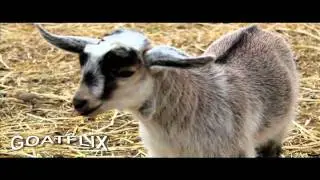 Goat Flix (Episode#1)