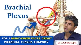 Top 5 Must-Know Facts About Brachial Plexus Anatomy | Dr. Anubhav Gupta  #brachialplexusinjury
