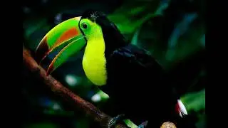 10 Hilarious Toucan Facts You Never Knew!