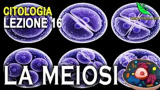 La MEIOSI  -Citologia lezione 16