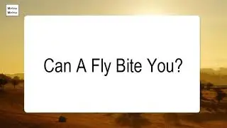 Can A Fly Bite You
