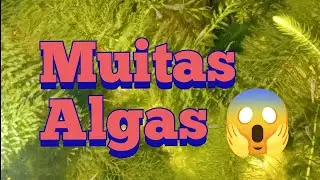 Tá cheio de algas 😱