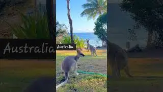 Kangaroo in Melbourne