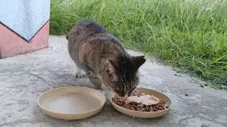 2025.11.25 猫巡り ビーチ猫のビビちゃんに美味しいカリカリと大好きなウェットフードを
