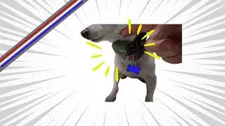 Can This Collar Make Your Dog Listen?