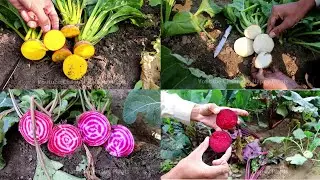 4 Beautiful Varieties of Beetroot | Colorful Beetroot