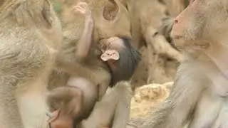 JANNA MONKEY DRAG ALE MONKEY HURT | POOR MOTHER TAKE BABY AWAY | MONKEY TECHNIQUE