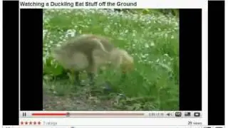 Watching sonicfangamer2 watching thefirenoob watching a duckling eat stuff off the ground.