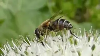 Drone Fly - Eristalis pertinax - B&yacute;sveifur - Bl&oacute;msveifa &aacute; matlauk - Flugur - Skord&yacute;r