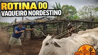A Rotina do Vaqueiro Nordestino | Trabalho Duro, Fé e Amor pelo Sertão