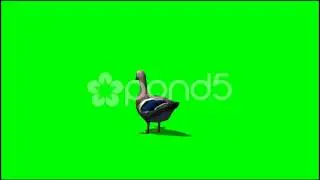 Duck In Motion - royalty Free Green Screen