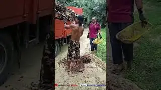 Kuli Sawit Panen Kerja Berkeringat Berotot Sixpack Alami