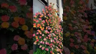 Beautiful colourful climbing rose flowers plant in the garden (17/6)