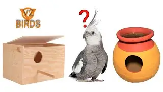 Birds Breeding Box VS Pot|cockatiel breeding in tamil #cockatiel #cockatielbreedingtips#birds