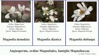 Angiosperme, ordine Magnoliales, famiglia Magnoliaceae michelia montana dei alba coco pacifica