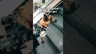 Follow if you'd like more videos! #servicedog #servicedoglife #servicedogintraining #obedience #dog