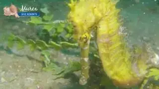 Thorny Seahorse (Hippocampus Histrix) - Murex Dive Resorts