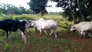 Shree Shree Radhe Gopal Godham_Cow Protection Mauritius