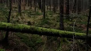 Mysterius forest - Fallen Tree