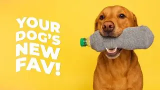 4 Easy DIY Dog Toys Your Pup Will Love | PetMade