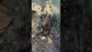 Xenesthis sp. Tenebris got some Wrestling Moves 😅 #spider #spiders #tarantula #tarantulasoftheworld