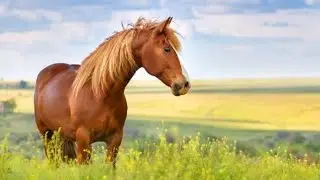 Verso del cavallo - Nitrito del cavallo