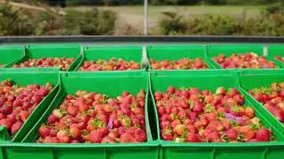 The Future Is Organic | Australian Organic Food Co. | Groundswell