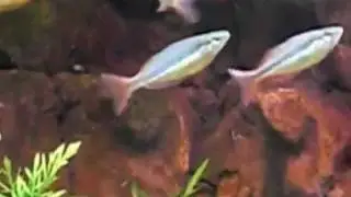 Melanotaenia trifasciata - Running Creek