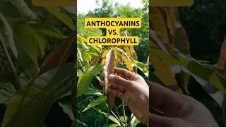 Leaves Turn Green | #anthocyanins #mango #fruit #ghana #hiphop #kwamen #offgrid #farming