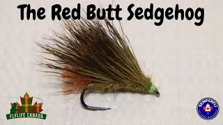 The Red Butt SedgeHog