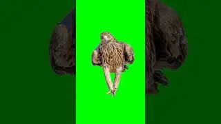 Free to Use #greenscreen #background  #eagle #walking #animation  #shortvideo