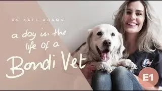 A DAY IN THE LIFE OF A BONDI VET - VLOG - Dr Kate Adams, Bondi Veterinary Hospital