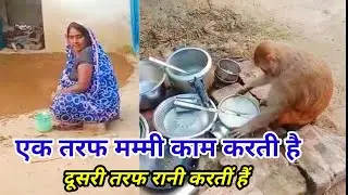 मंकी रानी और रानी की मम्मी कैसे काम करती है।। रानी बर्तन कैसे साफ करती है।। रानी अमेजिंग वीडियो।।