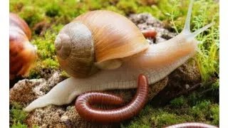 Incredible Wildlife Moment : Close-Up of Millipede & Snail Meeting #Millipedes #WildEncounter
