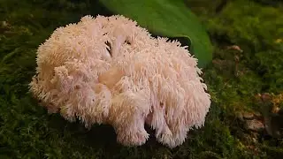 Muschroom Timelapse (Hericium erinaceus)