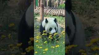Panda Jin Hu : Today I'm a beautiful man in style .