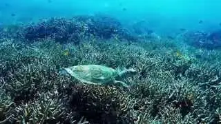 Tioman Island | Scuba Diving | GoPro Hero 4 ---- 1080p