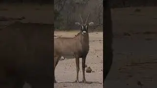 #wildlife # #birds  #animals #hunting #africanlionsafari #nature #eastafricanlion #lionhunt #deer